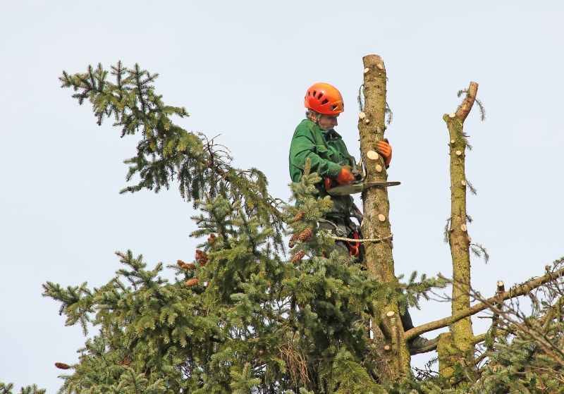 Tree Cutting in Snowy Conditions