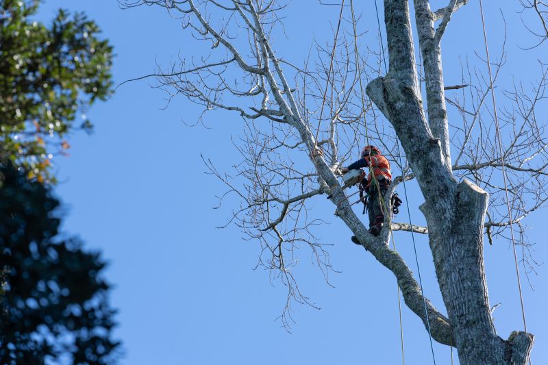 Tree Cutting in Progress