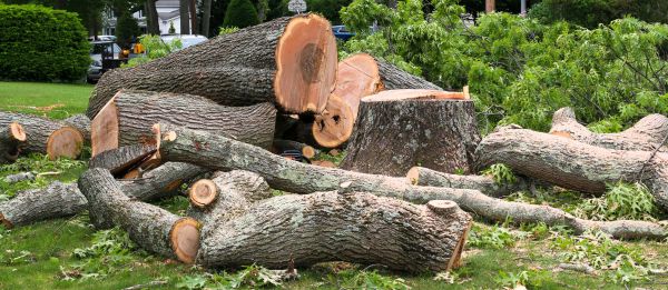Large Tree Removal in Coeur D Alene