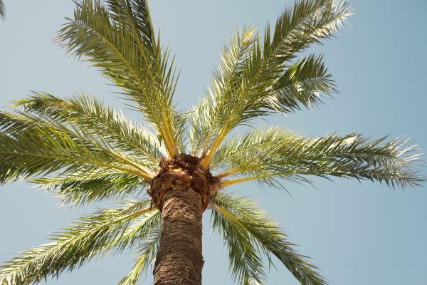 Palm Tree Removal in Coeur D Alene