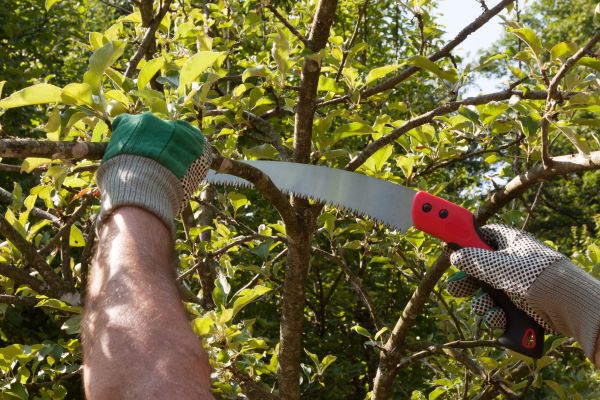Small Tree Removal in Coeur D Alene