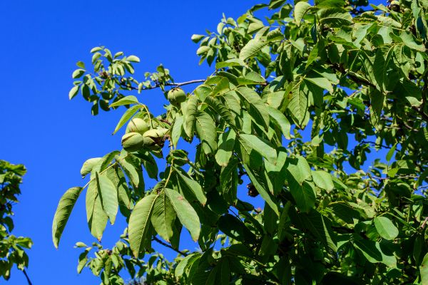 Walnut Tree Removal in Coeur D Alene
