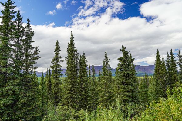Spruce Tree Removal in Coeur D Alene