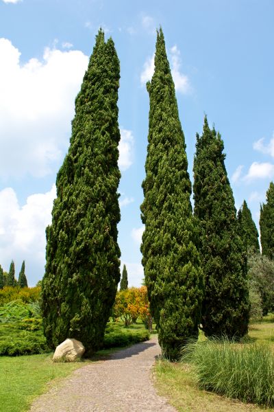 Cypress Tree Removal in Coeur D Alene