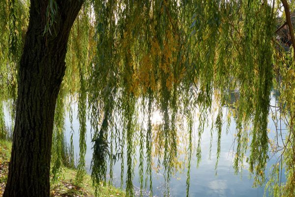 Willow Tree Removal in Coeur D Alene