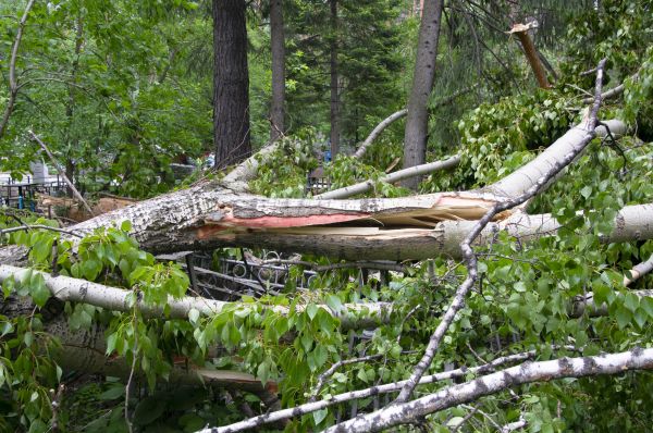 Birch Tree Removal in Coeur D Alene