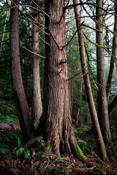 Cedar Tree Removal in Coeur D Alene