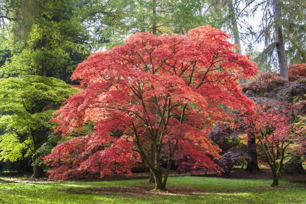 Maple Tree Removal in Coeur D Alene