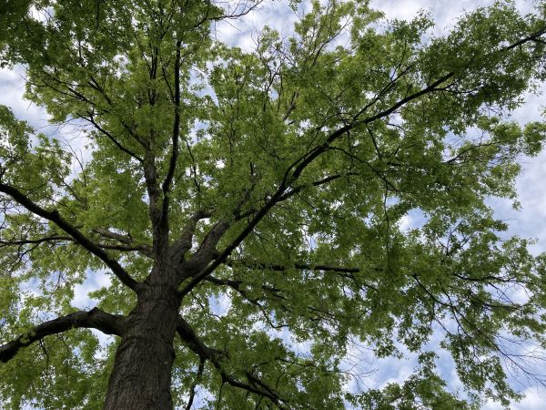 Oak Tree Removal in Coeur D Alene
