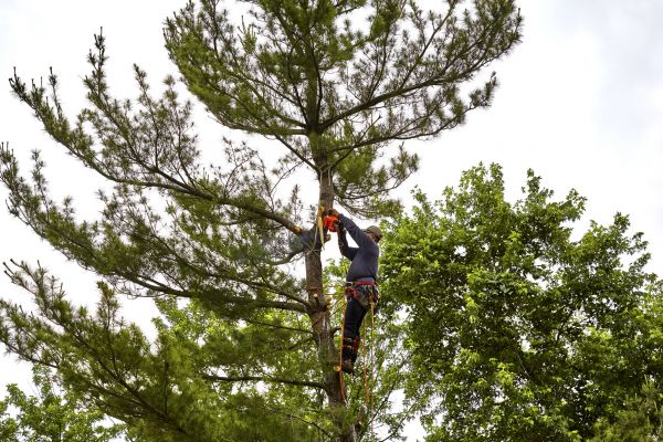 Pine Tree Removal in Coeur D Alene