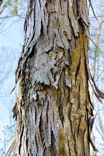 Hickory Tree Removal in Coeur D Alene