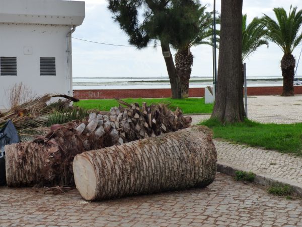 Palm Trees Removal in Coeur D Alene