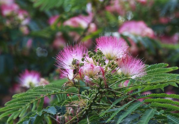 Mimosa Tree Removal in Coeur D Alene
