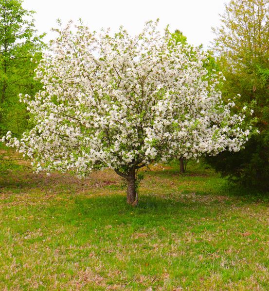 Dogwood Tree Removal in Coeur D Alene