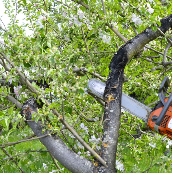 Apple Tree Removal in Coeur D Alene