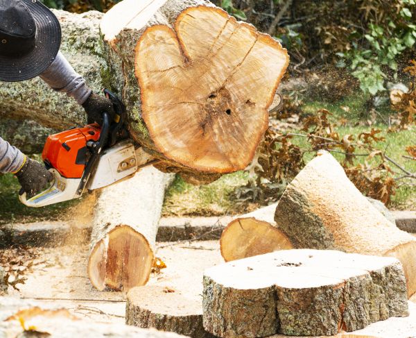 Tree Removal Service in Coeur D Alene