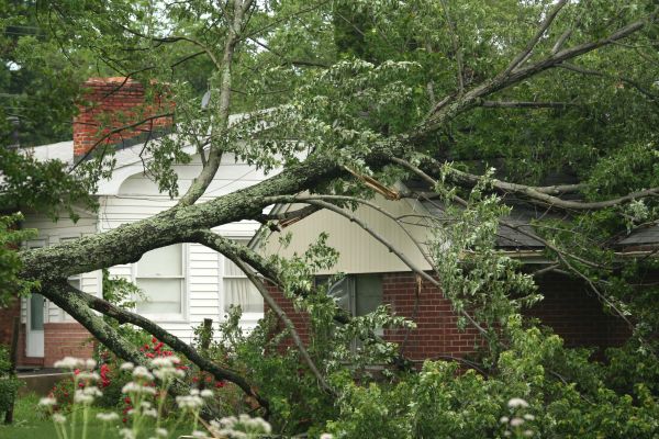 Emergency Tree Removal in Coeur D Alene