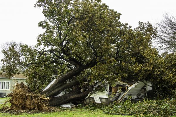 Fallen Tree Removal in Coeur D Alene