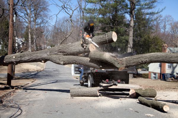 Residential Tree Removal in Coeur D Alene