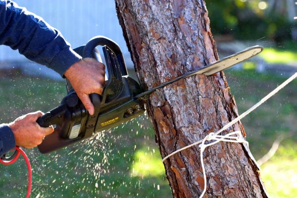 Dead Tree Removal in Coeur D Alene